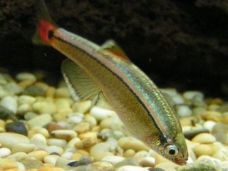 White Cloud Mountain Minnow