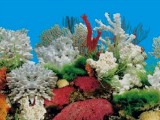 Aquarium Background