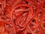 Bloodworm