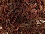 download live tubifex worms for sale