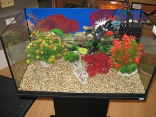 Adding Aquarium Decorations