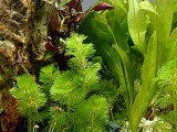 Aquatic Plants