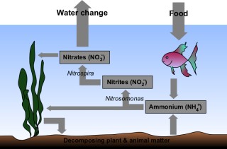 Nitrogen Cycle