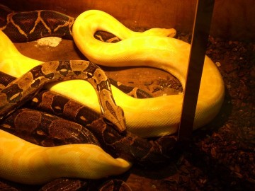 Albino Burmese Python And Boa Constrictors