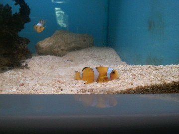 Common Clown Fish