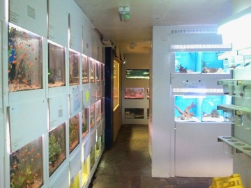Eastbourne Aquarium And Reptile Centre Basement