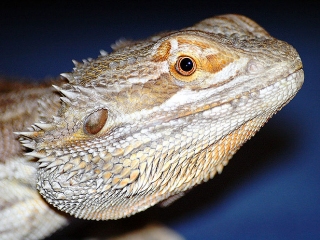 Bearded Dragon