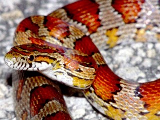 Corn Snake