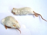 Adult Mice For Feeding To Reptiles