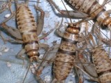 Banded Cricket/Tropical House Cricket (Gryllodes sigillatus)