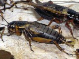 Black Field Cricket(Gryllus bimaculatus)