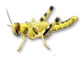 Locust For Reptile Food