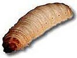 Waxworm For Reptile Food